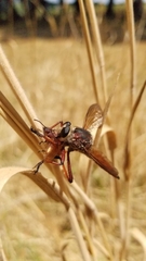 Colepia rufiventris