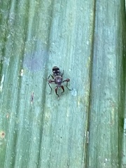 Teleopsis quadriguttata