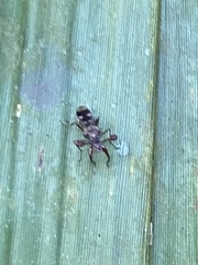 Teleopsis quadriguttata