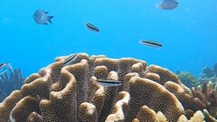 Thalassoma amblycephalus