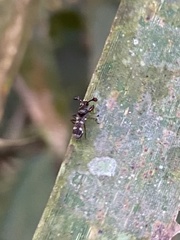 Teleopsis quadriguttata