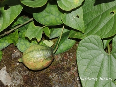 Thladiantha punctata