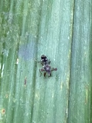 Teleopsis quadriguttata