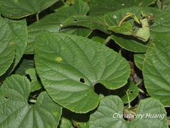 Thladiantha punctata