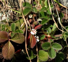 Potentilla micrantha