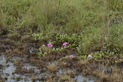 Ipomoea crassipes