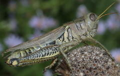 Melanoplus differentialis