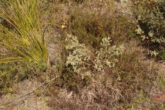 Gnidia nodiflora
