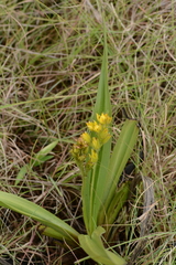 Hypoxis obtusa