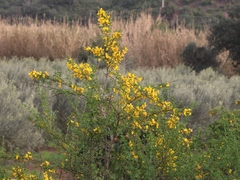 Cytisus arboreus