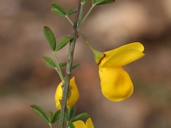 Cytisus arboreus