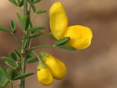 Cytisus arboreus