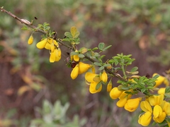 Cytisus arboreus