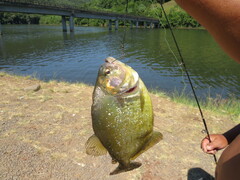 Serrasalmus maculatus