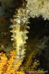 Hippocampus kuda