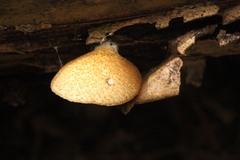Crepidotus calolepis
