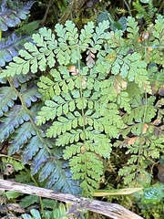 Dryopteris paleolata