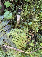 Dryopteris paleolata