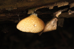 Crepidotus calolepis