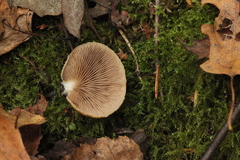 Crepidotus calolepis