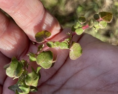 Parietaria floridana