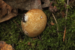 Crepidotus calolepis