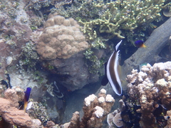 Heniochus chrysostomus
