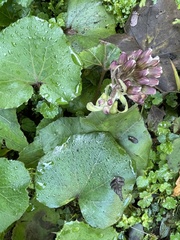 Petasites formosanus