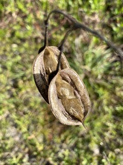 Sesbania vesicaria