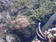 Heniochus chrysostomus