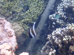 Heniochus chrysostomus