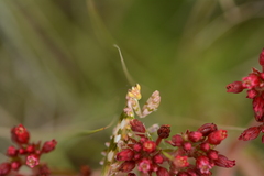Harpagomantis tricolor