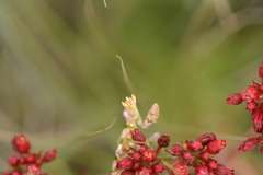 Harpagomantis tricolor
