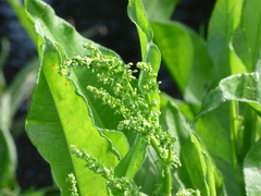 Rumex verticillatus