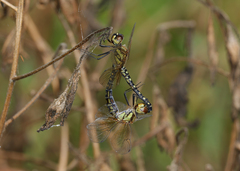 Hydrobasileus brevistylus