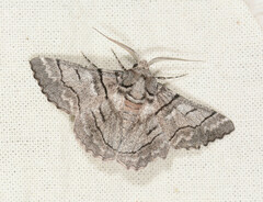 Hypobapta diffundens