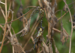 Hydrobasileus brevistylus