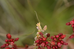 Harpagomantis tricolor