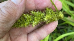 Carex stipata