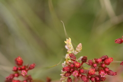Harpagomantis tricolor