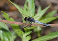 Crocothemis nigrifrons