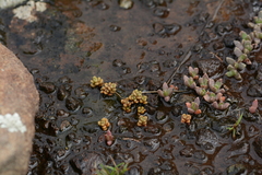Crassula corallina