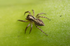 Asaphobelis physonychus