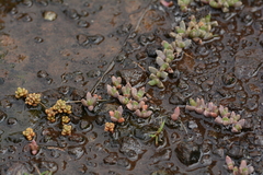 Crassula corallina