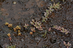 Chasmatophyllum musculinum