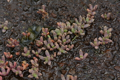 Chasmatophyllum musculinum