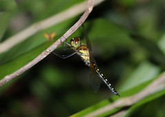 Hydrobasileus brevistylus