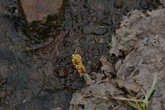 Crassula corallina