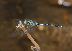 Orthetrum sabina