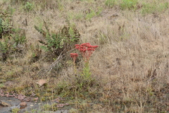 Cheilanthes eckloniana